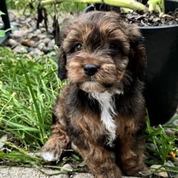 Cavapoo Puppies from Panda Puppies