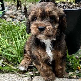Cavapoo Puppies from Panda Puppies