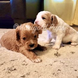 Cavapoo Puppies from Marigold Pups