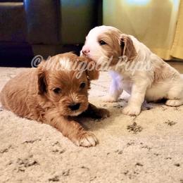 Cavapoo Puppies from Marigold Pups