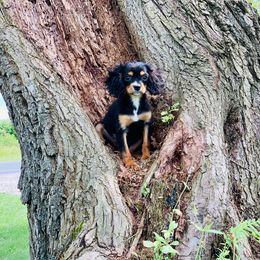 Cavalier King Charles Spaniel and Cavapoo Puppies from Northern’s Cute Cuddly Cava Poos and Cavaliers