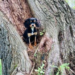 Cavalier King Charles Spaniel and Cavapoo Puppies from Northern’s Cute Cuddly Cava Poos and Cavaliers