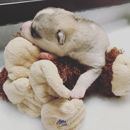 Siberian Husky Puppies from Sassenach Siberians