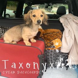 Dachshund Puppies from Taxonyx Cream Dachshunds