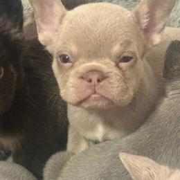 Leo - Tricolors male French Bulldog puppy in Fulton, Missouri from FamLee Frenchies
