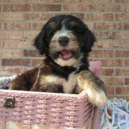 Aussiedoodle, Australian Shepherd, and Poodle Puppies from Kay Kay's Pupper Patch