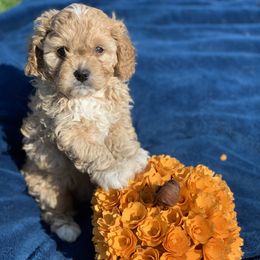 Cavapoo Puppies from Stephanie Abbott