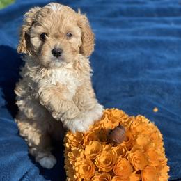 Cavapoo Puppies from Stephanie Abbott