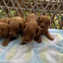 Scarlett - Red female Cavapoo puppy in Broken Arrow, Oklahoma from Christina Kolovos