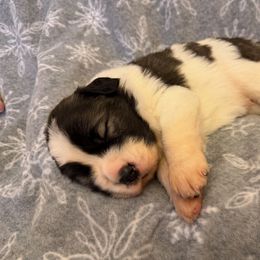 Acorn - White and brown male Pyrenean Mastiff puppy in Hillsboro, Virginia from Bella Dulce