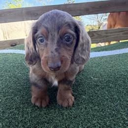 Axle - Dapple male Dachshund puppy in Pollok, Texas from Magnolia Kennels