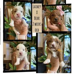 Memphis - Red  male Goldendoodle puppy in Pleasant Grove, Utah from Destination Doodles