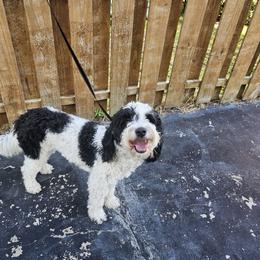 Bernedoodle, Goldendoodle, and Poodle Puppies from Beach Doodles