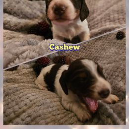 Dachshund Puppies from Emily Humpert