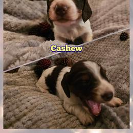 Dachshund Puppies from Emily Humpert