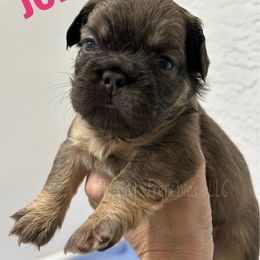 June - Fawn female French Bulldog puppy in Port Charlotte, Florida from Fluffing Frenchies LLC