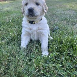 Golden Retriever Puppies from Trillium Spring's Goldens