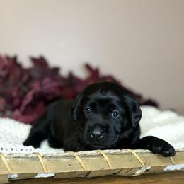 Raven - Black female Labrador Retriever puppy in Rocky Top, Tennessee from Rocky Top Retrievers