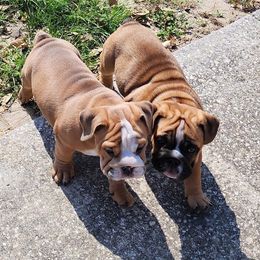 Bulldog Puppies from Adorable Bulldogs