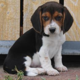 Champion Dad Rebel - Black tan and white male Beagle puppy in Spring Creek, Nevada from Badland Kennel
