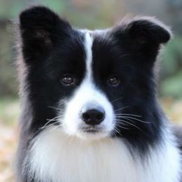 Border Collies and Golden Retrievers from Twin Silos Kennel
