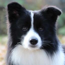 Border Collies and Golden Retrievers from Twin Silos Kennel