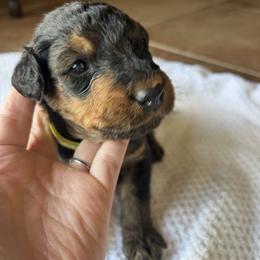 By color - Grizzle and tan male Airedale Terrier puppy in Oxford, Ms, Mississippi from Yocona River Airedale