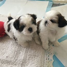 Shih Tzu Puppies from Jazzie Shih Tzu