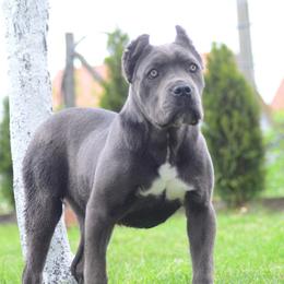 Aria - Cane Corso