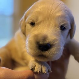 Rodrigo - Light golden male Golden Retriever puppy in Warrenton, Virginia from Four Lochs LLC
