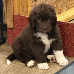 Daisy - White and brown female Newfoundland puppy in Goodhue, Minnesota from Claypits Newfoundlands
