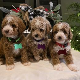 Toby Micro Mini - Red  male Goldendoodle puppy in Bristol, Tennessee from 4goldendoodles