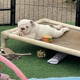 Boy 2 - Red and white male Bulldog puppy in Mount Airy, North Carolina from PrimeCut Bulldogs