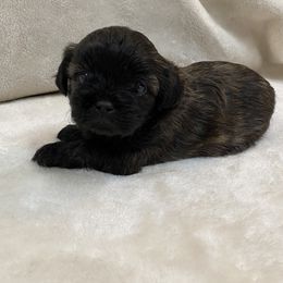 Assorted Doodle Crosses and Pekingese Puppies from Wild Flower Pekingese