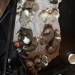 Australian Shepherd Puppies from Quiet Cove Kennels