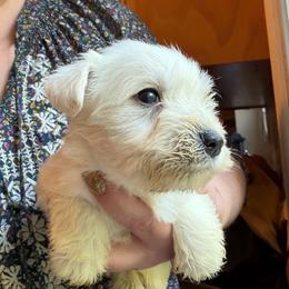 Ella - White female Miniature Schnauzer puppy in Hull, Georgia from Ardent Miniature Schnauzers of Athens