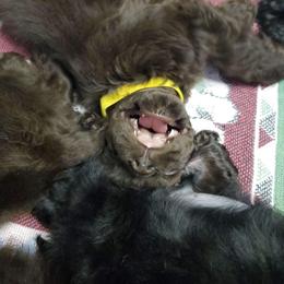 Cocker Spaniel Puppies from Top Notch Sporting Dogs