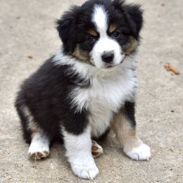 Australian Shepherd and Miniature American Shepherd Puppies from Bright Heart Aussies & Miniature American Shepherds