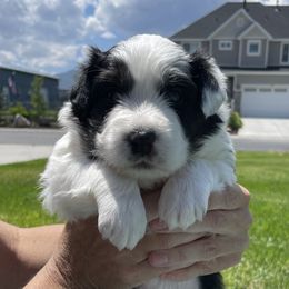 Girl 3 - Australian Shepherd puppy in Eagle Mountain, Utah from Golden Oak Gypsy