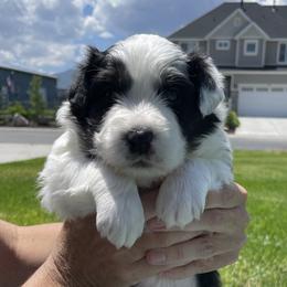 Girl 3 - Australian Shepherd puppy in Eagle Mountain, Utah from Golden Oak Gypsy