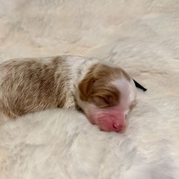 Archie - Apricot male Aussiedoodle puppy in Claremont, North Carolina from Magnolia Grove Farms