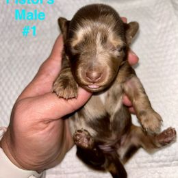Pistol's Male 1 - Dapple male Dachshund puppy in Rattan, Oklahoma from Burgett’s Barnyard Dachshunds