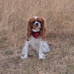 Molly - Cavalier King Charles Spaniel