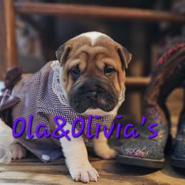 Chinese Shar-Pei Puppies from Zoey's Waggly Tails