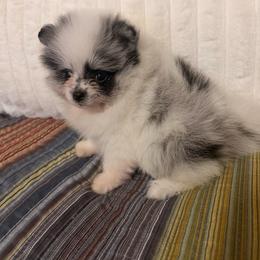Briar - Blue merle female Pomeranian puppy in Sandia, Texas from Broken Arrow Poms