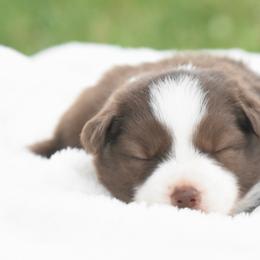 Typhoon - Red & white male Miniature Australian Shepherd puppy in Chickasha, Oklahoma from Rustic Lace