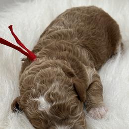 Red boy - Red  male Goldendoodle puppy in Waskom, Texas from Pearls & Curls doodles & poodles