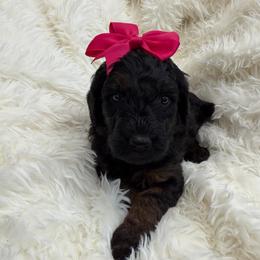 Ash - Phantom female Goldendoodle puppy in Spokane, Washington from Goldendoodles on the Prairie