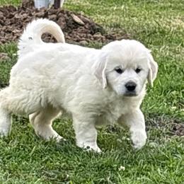 Amelia - Light golden female Golden Retriever puppy in Grant County, Indiana from On The Sunny Side Pavey Farms