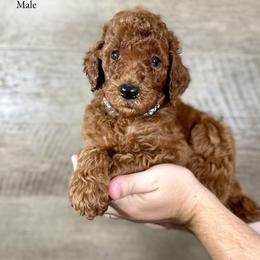 Jax - Red  male Poodle puppy in Abilene, Texas from Mesquite Kennels
